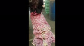 Strange and rare chicken has super huge legs, It's almost as big as an adult's arm