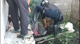 Porcupine mom rescued after being stuck in oil dump