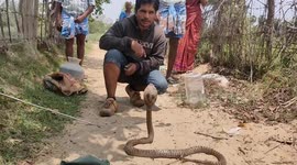 Animal rescuer removes deadly cobra stuck in fishing net in southern India