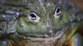 Find out why African bullfrogs make amazing fathers