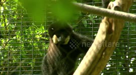 Gibbons Are Very Strange Animals and Have a Very Unusual Howl