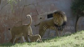 Lion cubs meet father for first time, have amazing experience