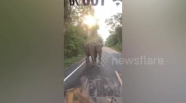 Hungry wild elephant stops delivery truck to steal sugarcane