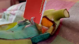 Adorable lovebird lays on back while wearing 'hat' made from banana peel