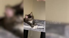 Pet cat gives birth to adorable CROSS-EYED kitten