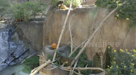 Monkeys and otters are hilariously cute critters that get along well