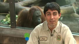 Can You Name these Four Species of Great Apes?