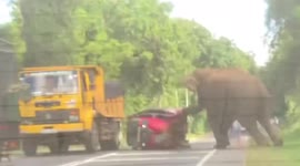 'Oh my god!' Terrifying moment wild elephant attacks tourists in tuk-tuk in Sri Lanka