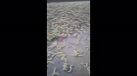 Vietnamese woman wakes up to find THOUSANDS of worms crawling all over her house