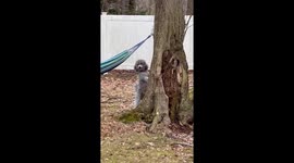 Miniature poodle Sammy is chasing a squirrel up the tree and is now barking underneath
