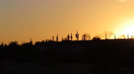 Sunsets and Cactus's beautiful Arizona sunset in Fountain Hills!