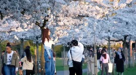 Cherry blossom mania hits as blooms emerge in Battersea Park