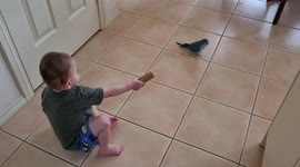 Toddler tries to give Parrot a Toy