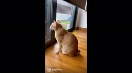 Ginger and black cat are talking to the birds