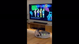 Boston terrier Vinnie, my perfect dog,  dancing like crazy