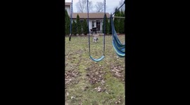 Dog thinks the pooper scooper is an enemy come to take over his life