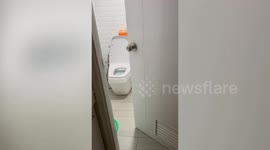 Baby monitor lizard found swimming in woman's toilet
