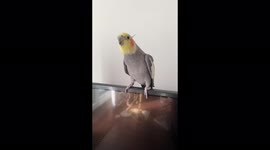Feeling chirpy? Singing cockatiel busts out his favourite happy song