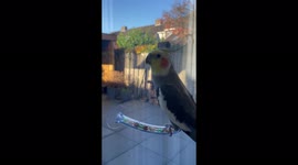 'Lively cockatiel kicks off Sunday with a cute singing performance'