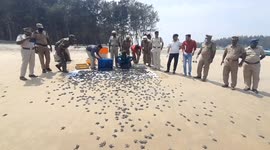 Thousands of turtle hatchlings make their way to sea under watchful eyes of wildlife officials in India