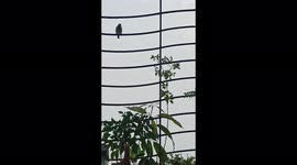 Beautiful birds bringing most beautiful mornings in western India