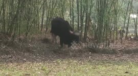 Indian bison rescued after fatal excursion into eastern Indian village