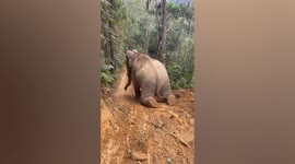 Playful elephant slides down muddy slope on its knees