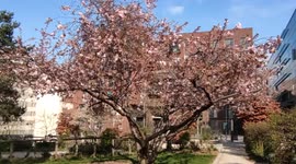Glorious vistas as cherry trees blossom in Paris parks
