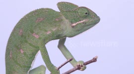 Stunning chameleon spotted amid greenery in Sri Lanka