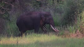 The beautiful sight of a majestic female elephant strolling through a forest cleaning in Sri Lanka