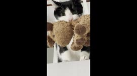 Adorable cat fetches soft toy for its owner, just like a dog