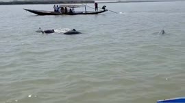 The dolphin moving activities captured by a local boat man in Odisha