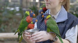 Lorikeets come greet guests at San Diego Zoo