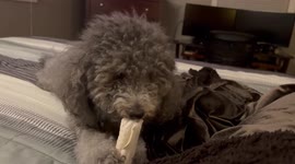 Cute miniature poodle named Sammy chews his bone very intently