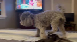 Miniature poodle Sammy knows when we ask him if he wants to go outside