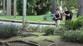 Huge monitor lizards walk around in front of visitors at Thai park