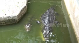 Crocodiles lurk in murky pond at Buddhist temple in Bangkok, Thailand
