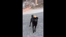 My dog catch up biscuts. A angry boy love biscuts in breakfast.