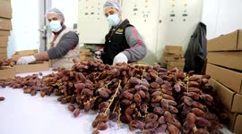 Palestinians in Gaza busy sorting mountains of dates ahead of high demand for Ramadan