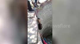 Deer rescued after falling into huge 30-feet-deep well in central India