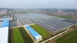 File Footage Of Vineyard In Suizhou, Hubei, China
