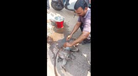 Rescued electrocuted monkey sham rages at the man who rescued it in south india