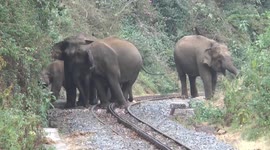 Going off the rails in an elephant train! Herd takes over railyard in southern India