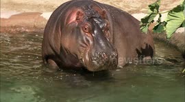 Underwater birth is the most common among these river hippos