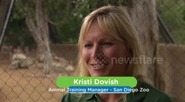 Animal Ambassadors Are Very Important And These Two Wolves Are No Different