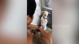 Guilty dog can't look at owner while being scolded