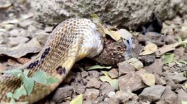 Cobra with large frog in its mouth attempts to flee wildlife official in western India