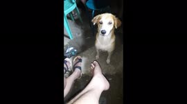 Hungry stray dog is looking for food