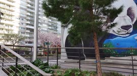 Blossoming Sakura cherry trees are foraged by bees in Paris 13th's asian sector amongst the historic high former vietnamese war refugee's towers and their mural frescos. 23 march 2022. Place de Vénétie. Dalle des Olympiades, Paris, France.