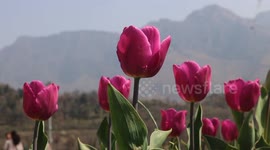 Asia's Largest Tulip Garden Opens In Northern India